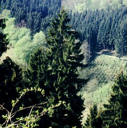 Spruce