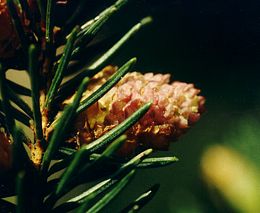 Spruce