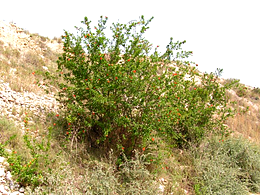 Pomegranate