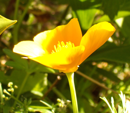 California Poppy