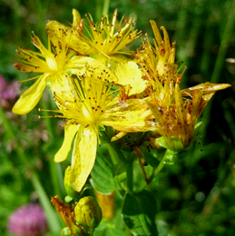 St. John‘s Wort